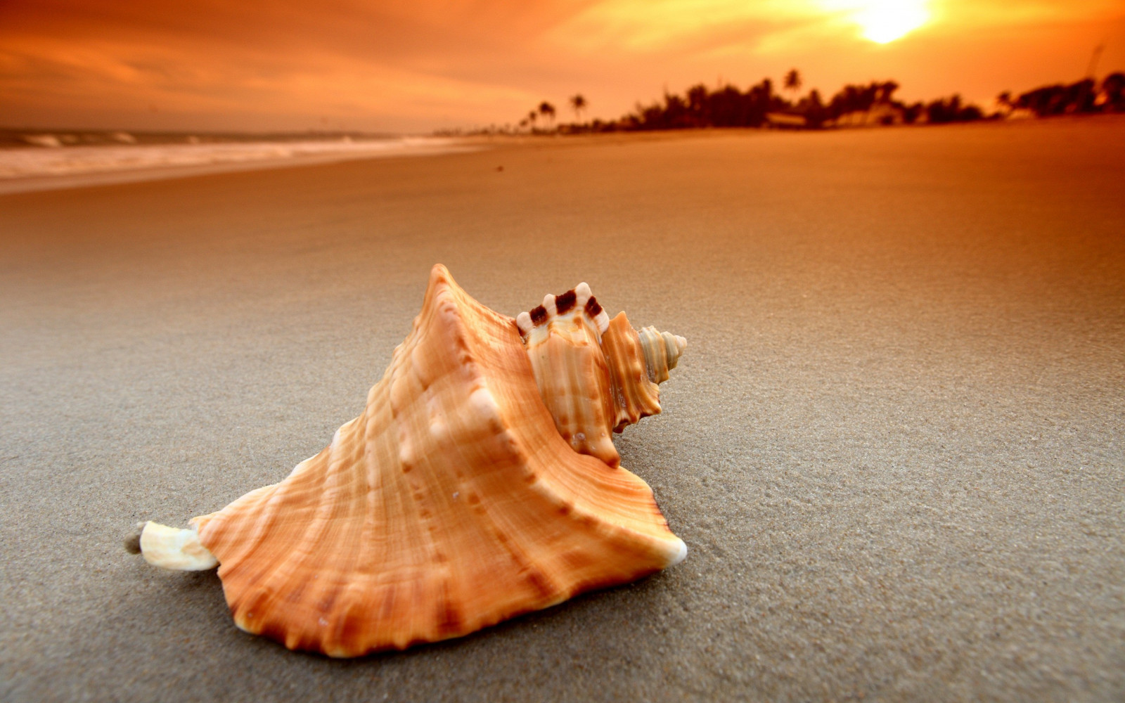 Sfondi : tramonto, mare, natura, sabbia, spiaggia, onde, conchiglie