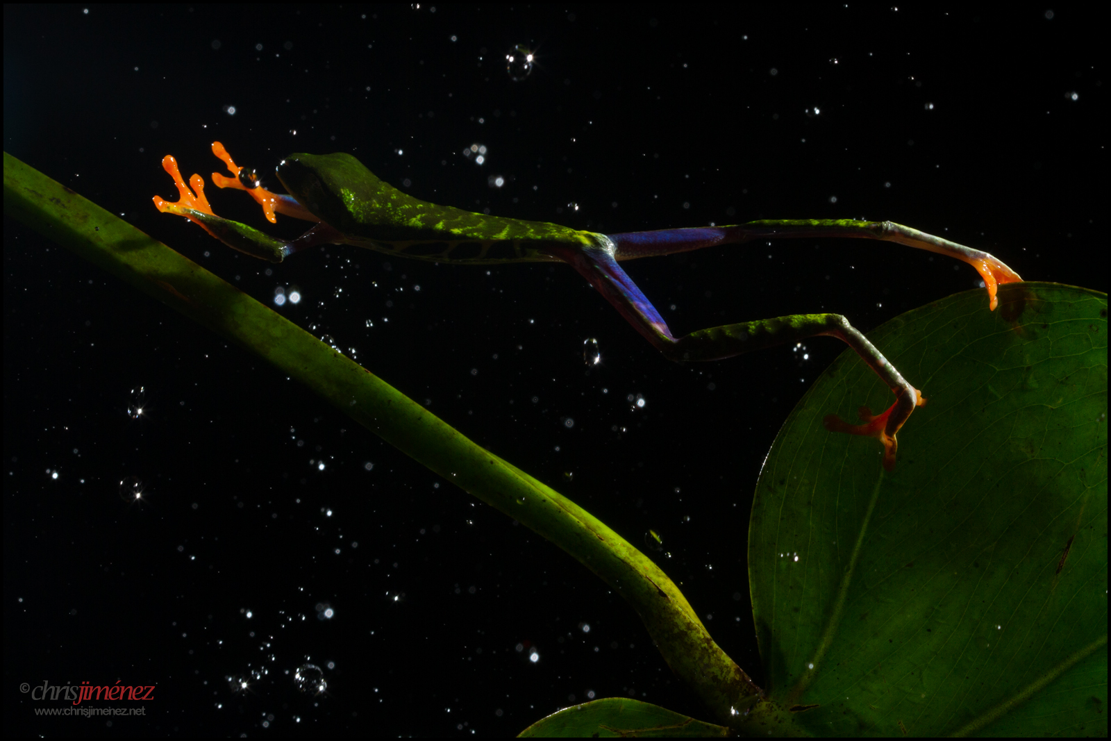 vita, rosso, selvaggio, occhio, acqua, pioggia, notte, fotografia, foglia, gocce, salto, Costa Rica, ombre, notturno, azione, rana, ojos, rane, vegetazione, piovere, tour, rana, vista frontale, Agalychniscallidryas, Redeyedtreefrog, rojos, chrisjimenez, workhops