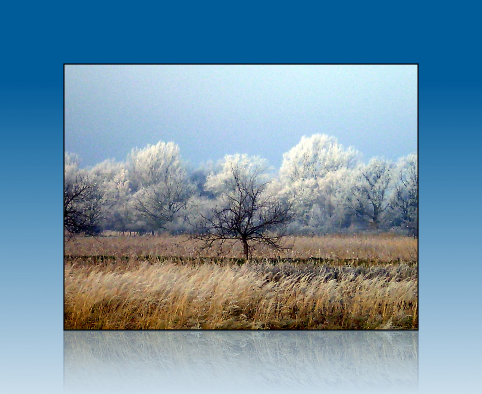 krajina, voda, tráva, nebe, zima, uklidnit, horizont, step, mokřadní, strom, lučina, deutschland, Meklenbursko-Přední Pomořansko, prostý, rememberthatmomentlevel1, rememberthatmomentlevel2, rememberthatmomentlevel3, blau, prérie, bažina, počítač tapeta, ekosystém, tráva rodina, raureif, ekoregion, lužní, bažina, Greifswald, ryck, winterzeit