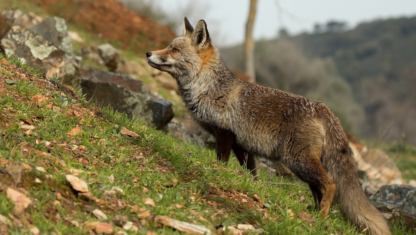 animali, erba, natura, Volpe, gray Fox, fauna, mammifero, 1360x768 px, vertebrato, cane come mammifero, Volpe rossa, kit di volpe, dhole, sciacallo