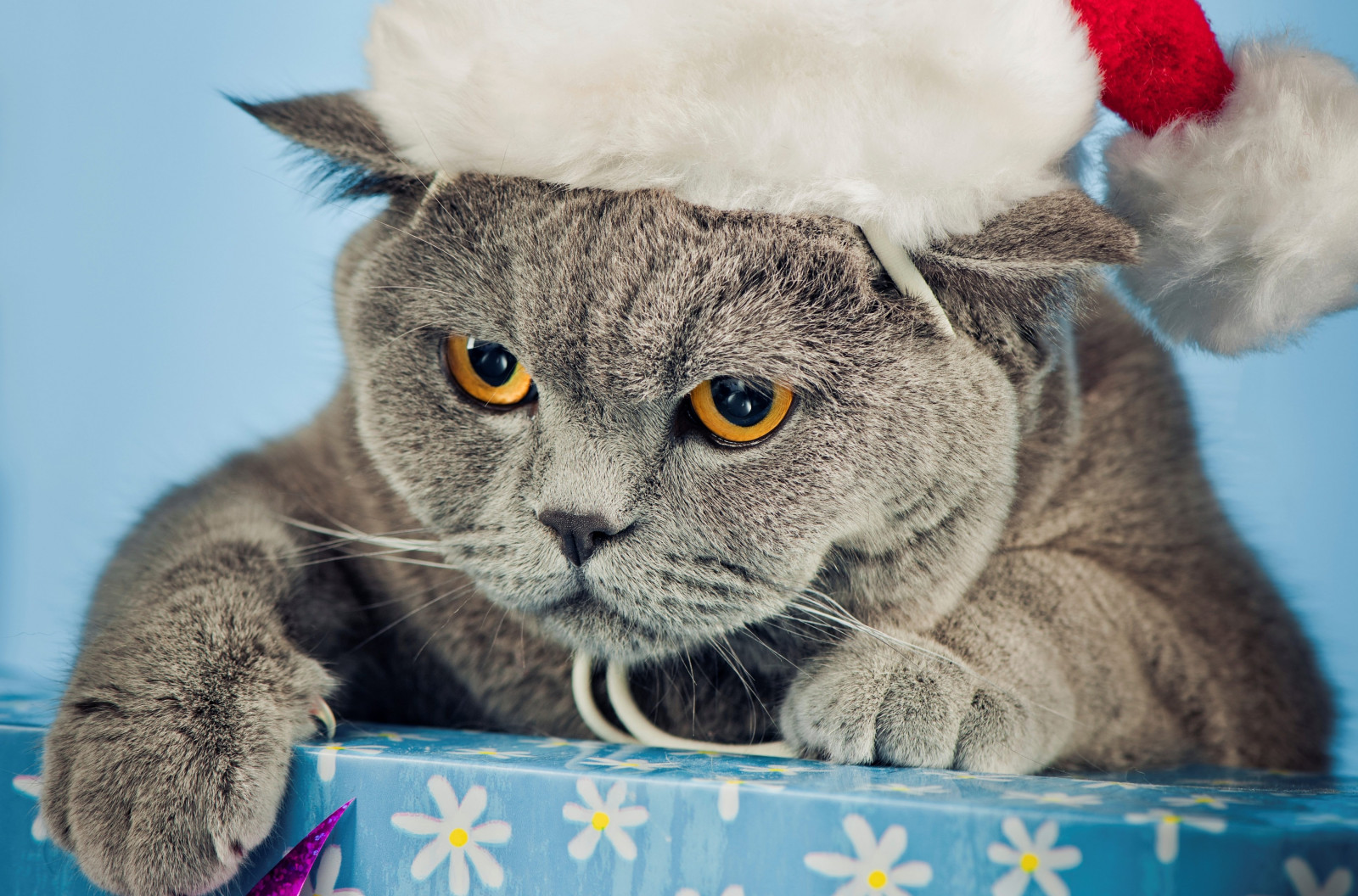 cat_hat_new_year_nice-630997.jpg!d&key=7