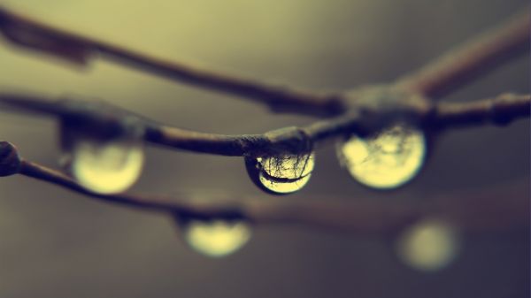 water, nature, reflection, plants, black, glasses