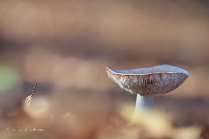 μανιτάρι, nikond800, sigma180mm128apomacrodghsm μανιτάρι, nikond800, sigma180mm128apomacrodghsm