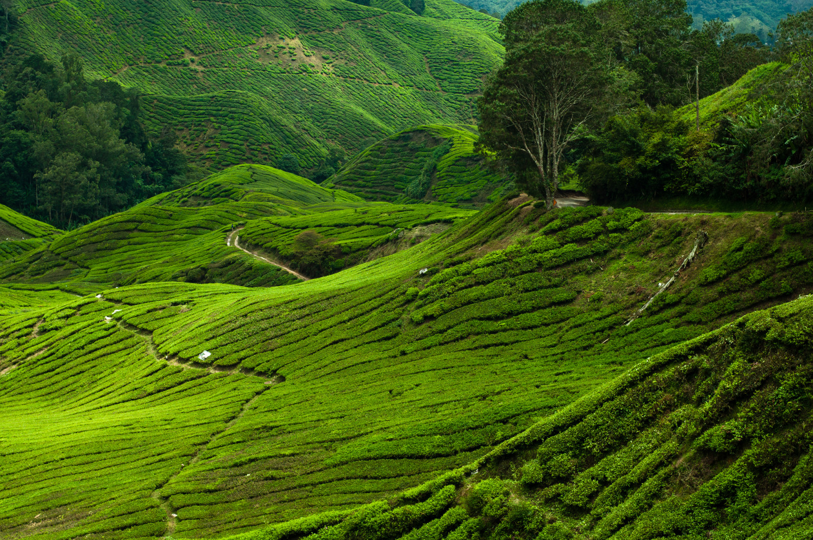 krajina, les, kopec, tráva, pole, zelená, Nikon, Malajsie, džungle, čajovník, mount scenérie, přírodní rezervace, DX, strom, NIKKOR, 50mm, lučina, pastvina, vegetace, terasa, zemědělství, cameron, vrchovina, plantáž, d90, vysočina, oříznutí, tráva rodina, stanice hill, prales, křoviny, boh, Pahang, Cameronhighlands, Bohteaplantation, plant community