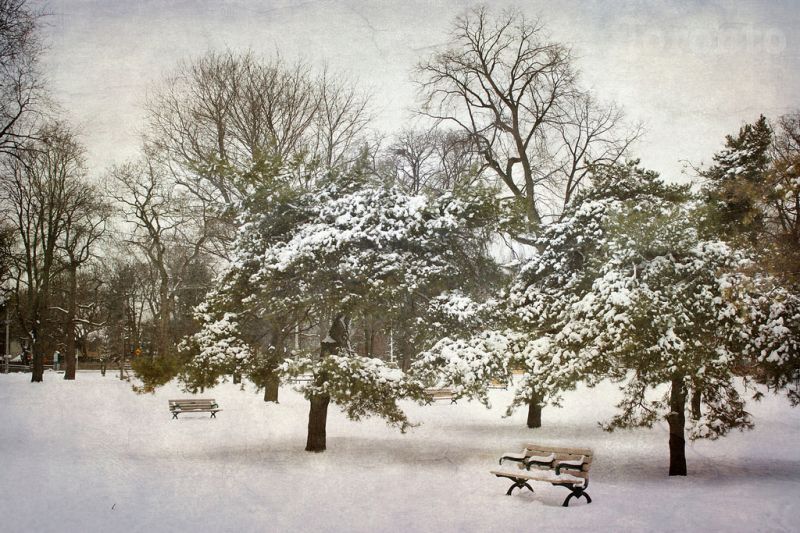 sníh, zima, strom, Příroda, zmrazení, dřevina