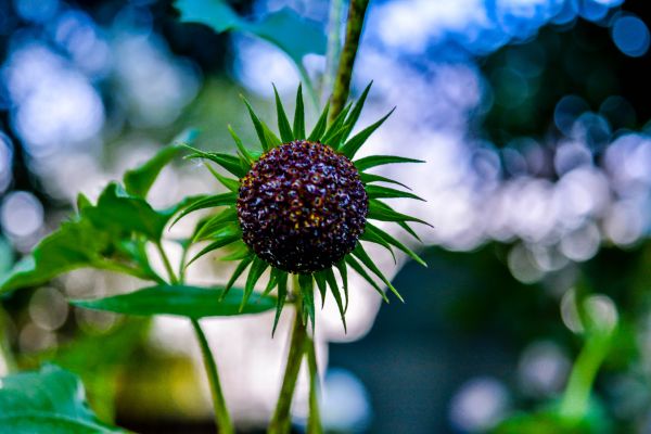flower,plant,petals,blur