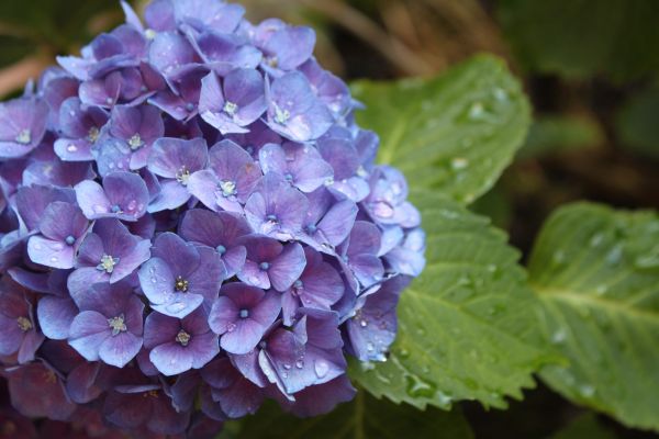 flower,hydrangea,drops,buds