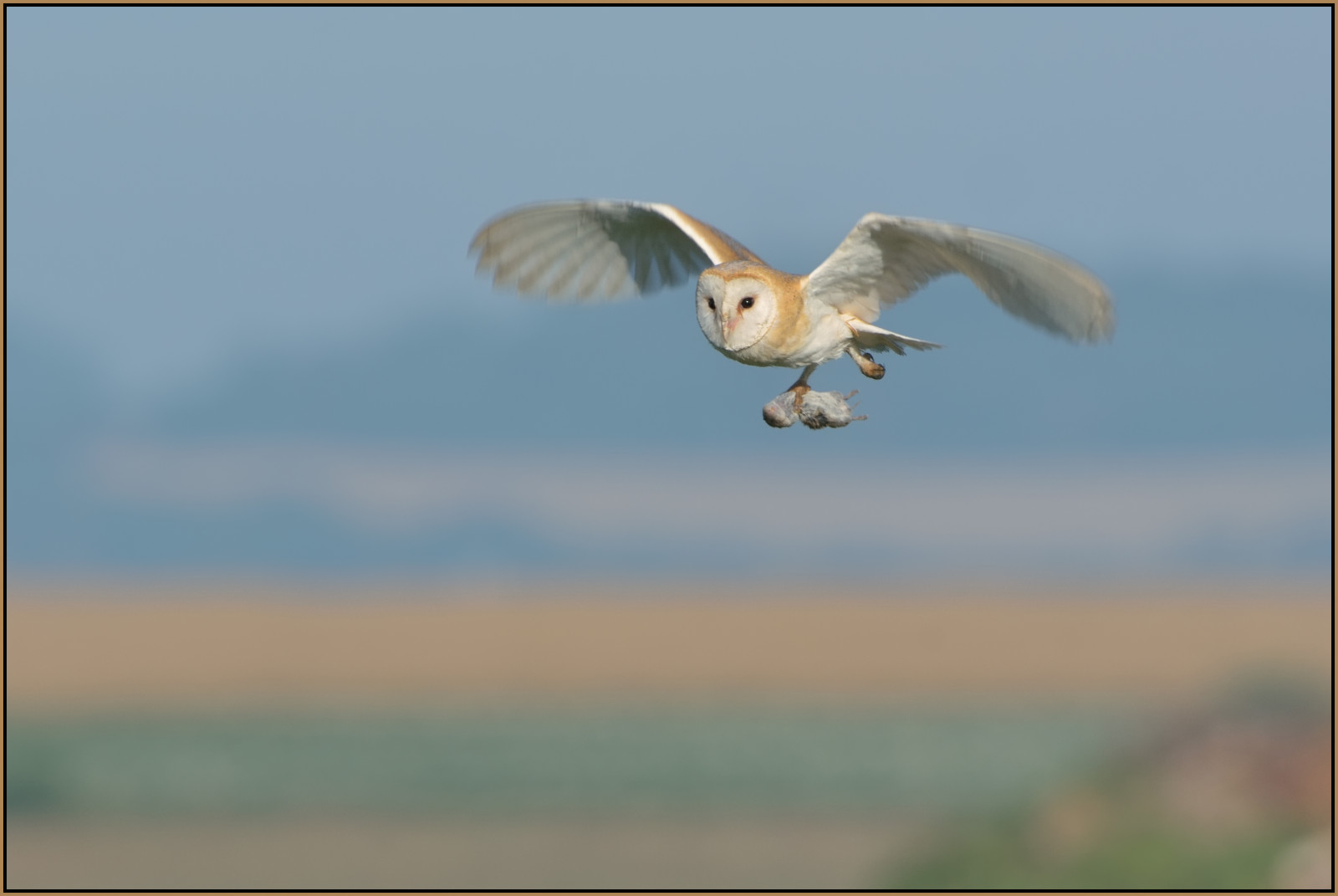 Příroda, nebe, letící, Volně žijících živočichů, dravý pták, stodola, sova, zobák, Kořist, Sokol, Let, důvěra, národní, pták, birdofprey, Pírko, mořský pták, křídlo, fauna, rezervovat, ekosystém, vodní pták, ekoregion, bažina, BCN, Sova pálená, Cambridgeshire, Nnr, Greatfen, Greatfenproject, Woodwalton, Vole
