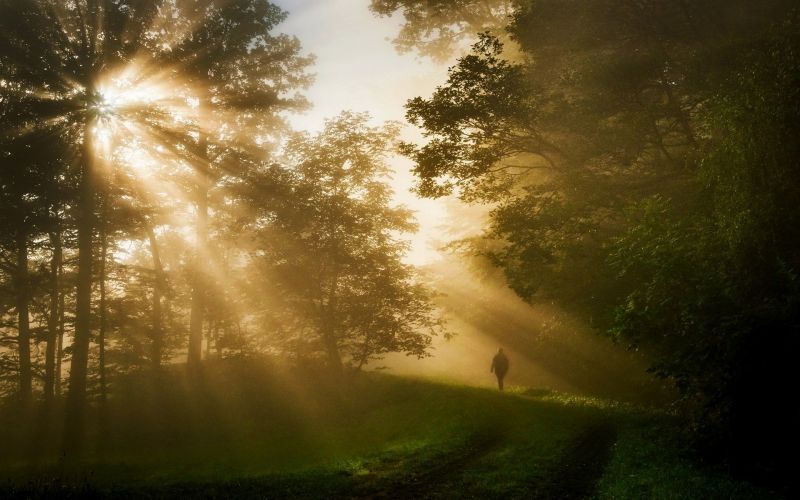 luce del sole, alberi, paesaggio, foresta, notte, natura luce del sole, alberi, paesaggio, foresta, notte, natura