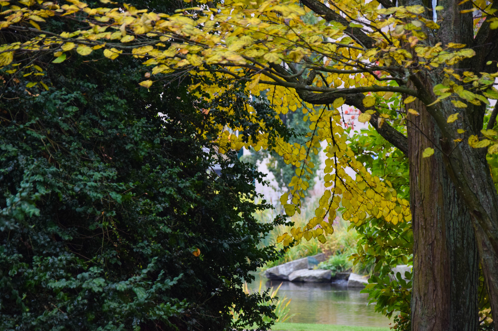 zonlicht, Bos, vallen, bladeren, bloemen, water, natuur, planten, tak, groen, rivier-, Zweden, stroom, regenwoud, boom, herfst, blad, kleuren, bloem, fabriek, seizoen, flora, Kungsparken, malmo, h st, bos-, leefgebied, natuurlijke omgeving, plantkunde, houtachtige planten, ecosysteem, gemengd bos, loof