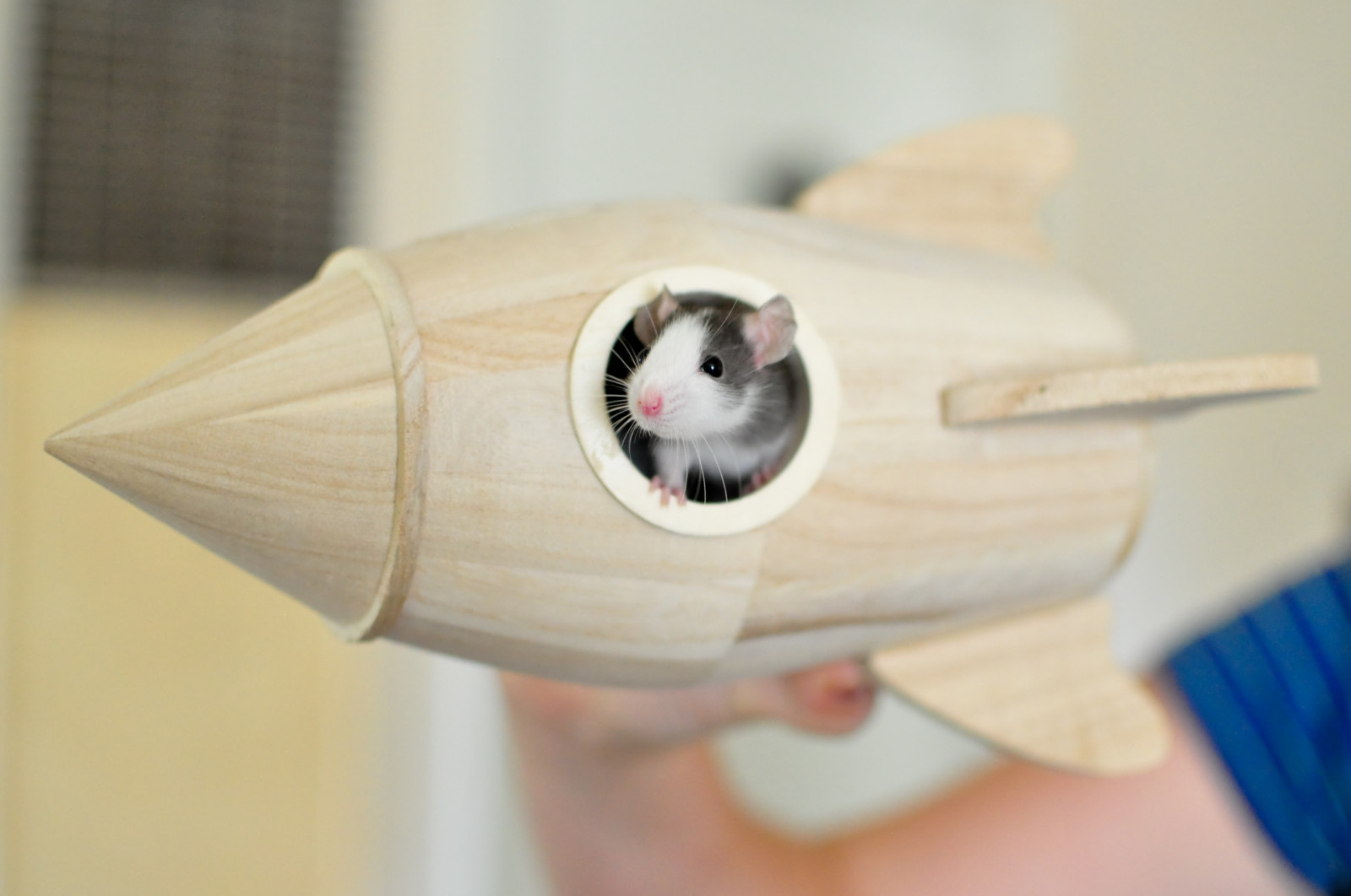 Wallpaper pet, house, Toy, rodent, rat, play, rocket, petrat