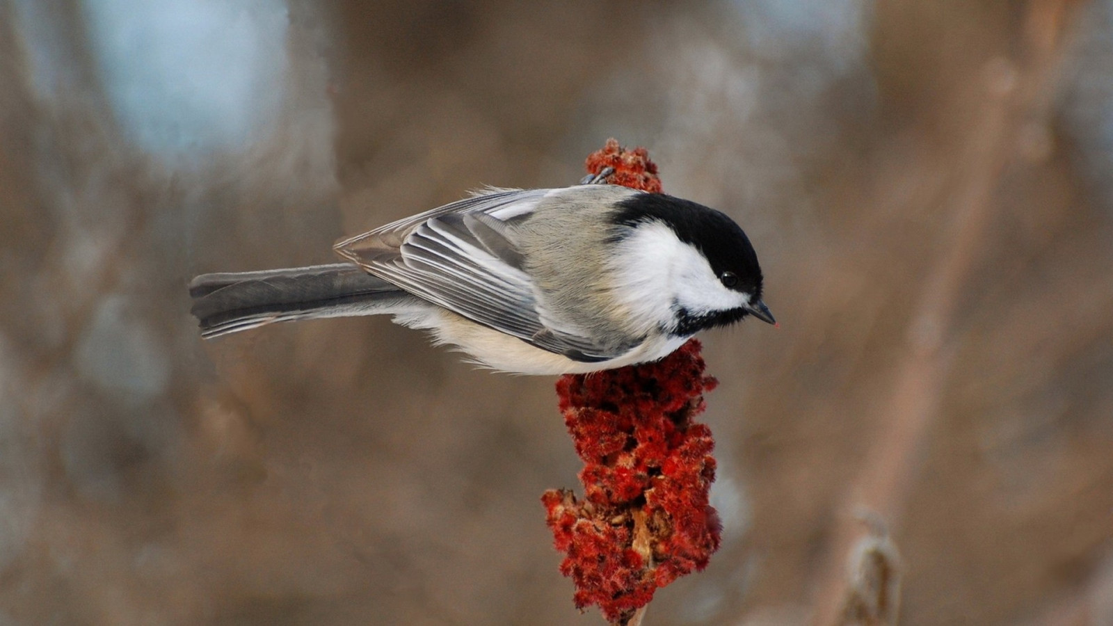 Příroda, peří, větev, Volně žijících živočichů, zobák, Vrabec, barva, pták, pěnkava, Pozadí, křídlo, fauna, prohlížení pták, obratlovců, vrabec
