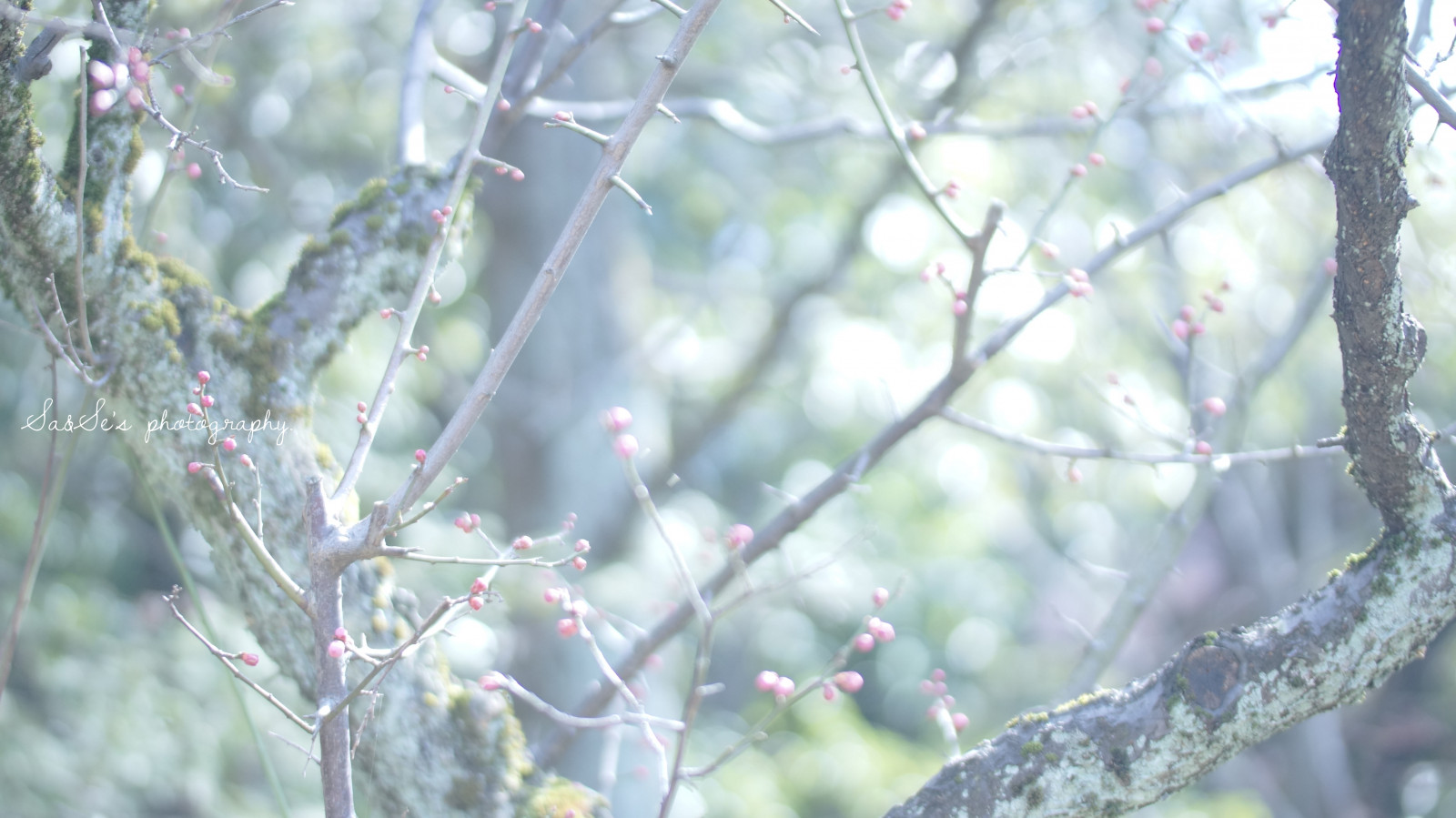 Wallpaper sunlight, winter, branch, morning, Japanese, blossom, pink