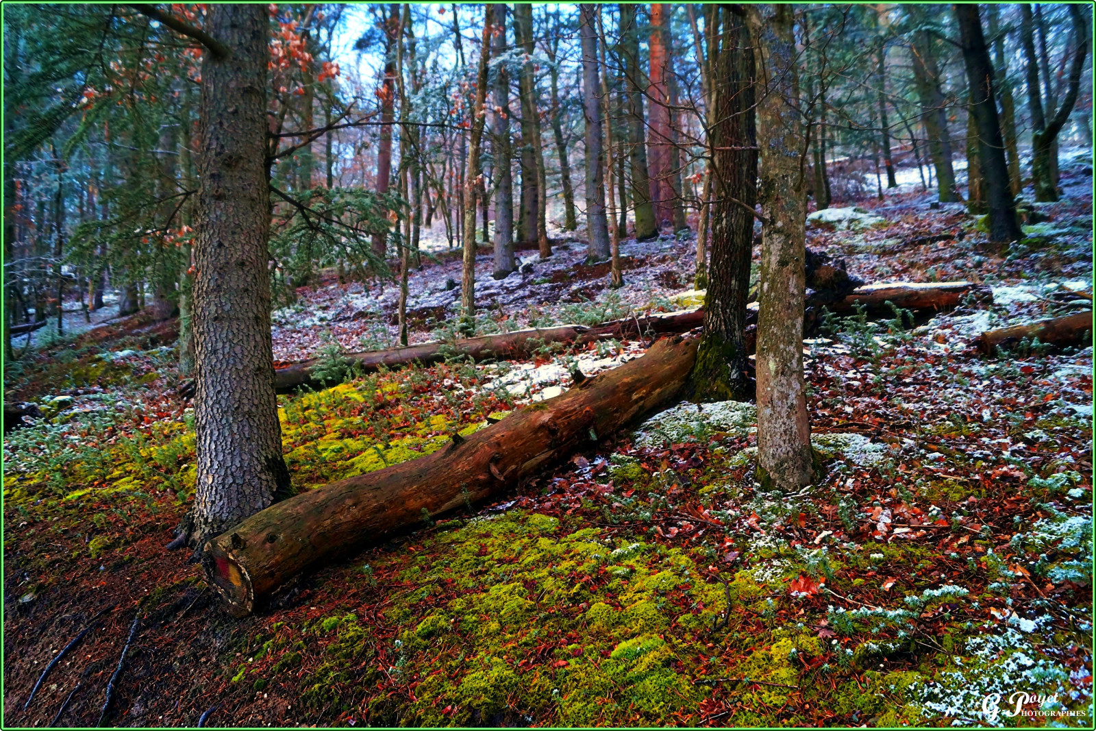 luce del sole, foresta, natura, parco, natura selvaggia, ruscello, albero, autunno, foglia, stagione, pista, hiver, messa a fuoco automatica, soe, rememberthatmomentlevel1, aplusphoto, artofimages, Arbres, Auvergne, mi puyded, Royat, bosco, Sousbois, TES lechemindescr, habitat, ambiente naturale, pianta legnosa, ecosistema, temperata foresta di conifere, bioma, foresta temperata, deciduo