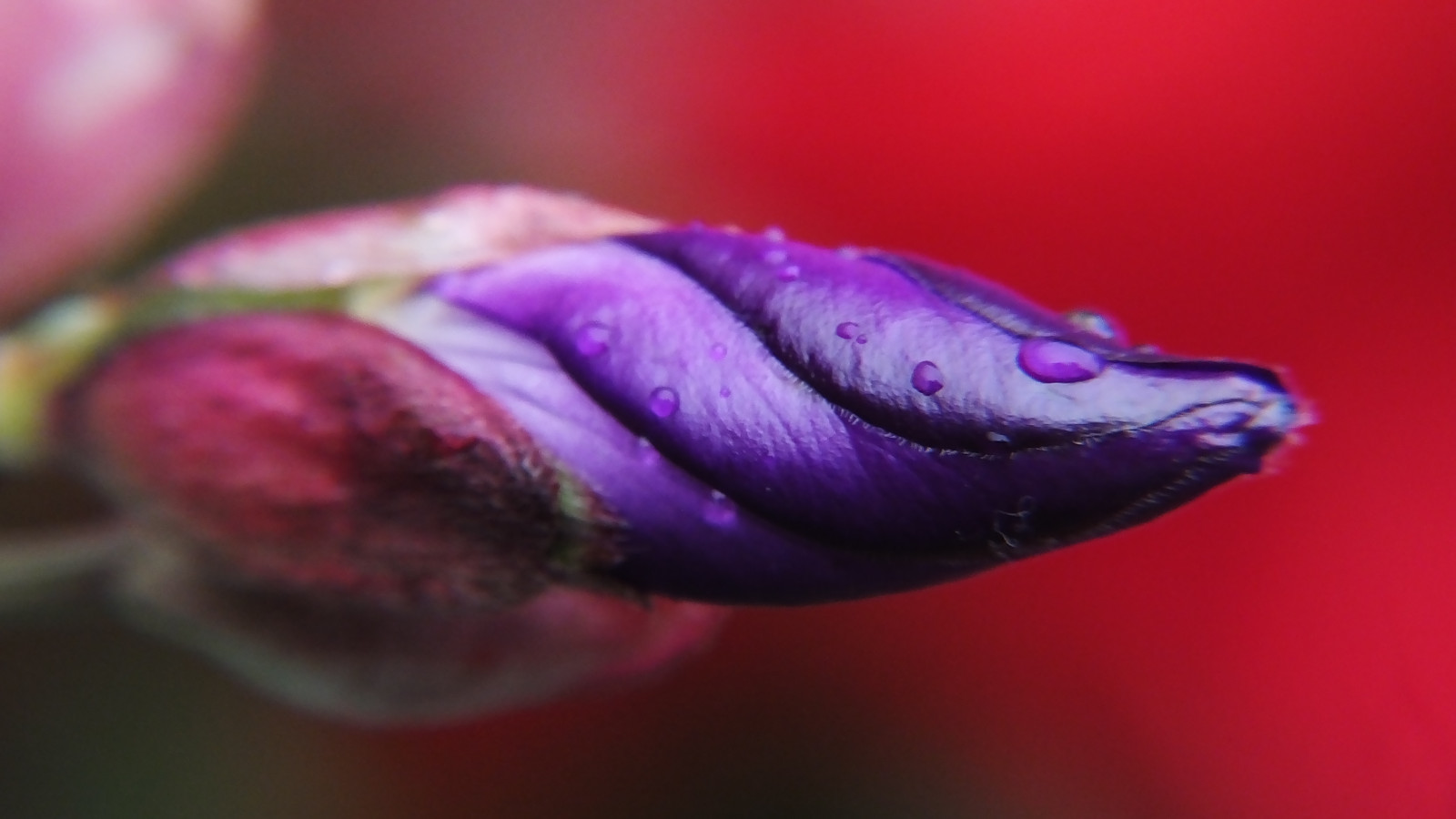 lidé, Asie, nachový, fialový, hmyz, zelená, Fotoaparát, Kánon, náměstí, svět, květ, růžový, purpurová, zajetí, horní, Fujifilm, Mládí, Nick, Marco, 2017, Krásná, květ, dosti, skvělý, rostlina, pták, přírodní, dobrý, flóra, dof, dáma, pupen, pěkný, sexy, úžasný, okvětní lístek, místo, horký, hongkong, squareformat, cena, počítač tapeta, zblízka, makro fotografie, fialová rodina, udeřil, zobrazeny, podíl, prefekt