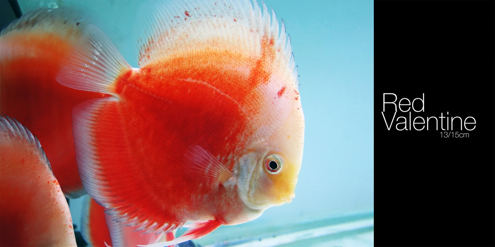 Ryba, nos, zlatá rybka, zobák, Discus Fish, biologie, pták, obratlovců, zblízka, mořská biologie, Pomacentridae