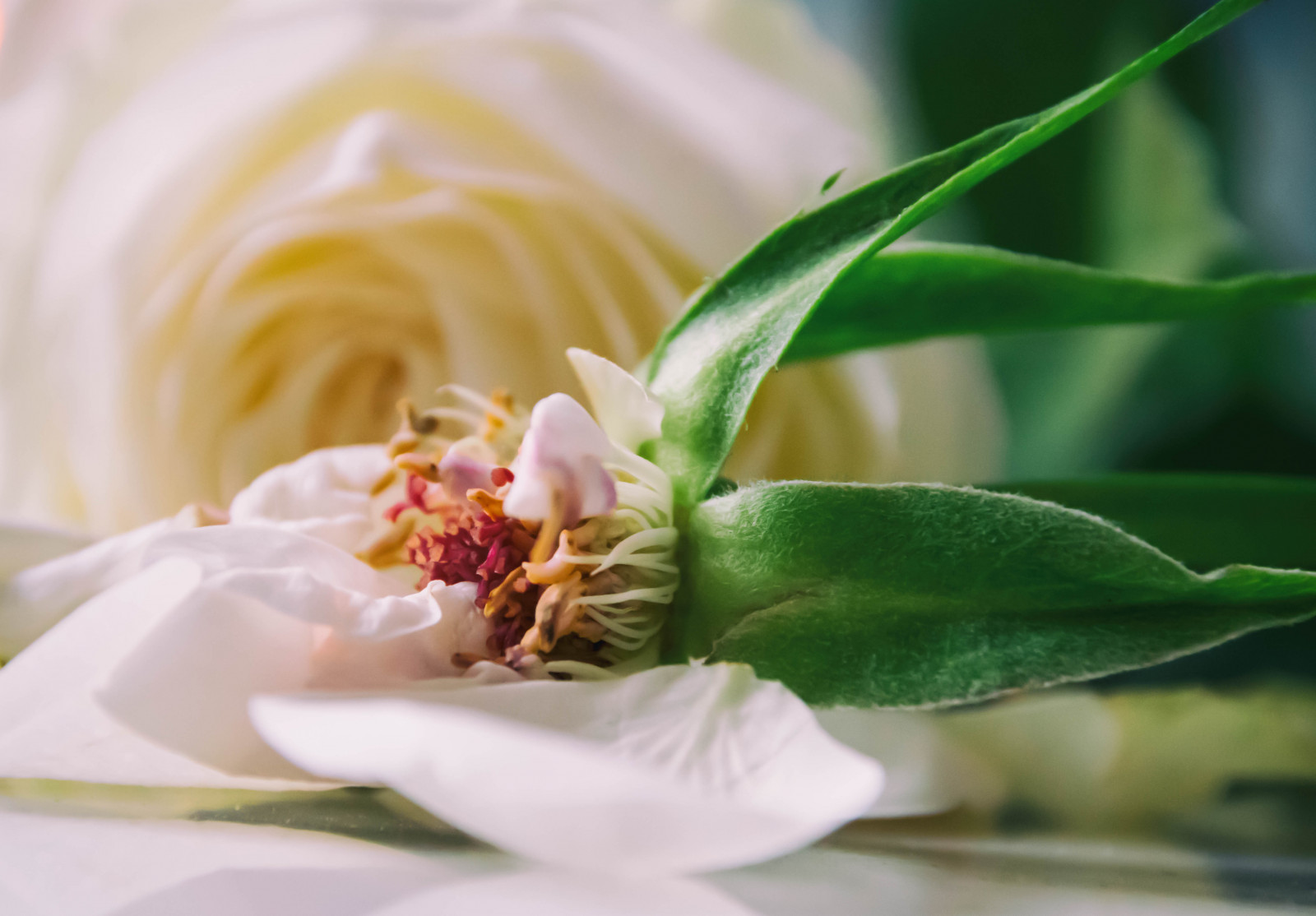 jídlo, detailní, makro, zelená, uvnitř, růže, květ, hloubka pole, list, macromondays, květ, rostlina, flóra, dof, pupen, bílá růže, itsapeelingtome, okvětní lístek, suchozemská rostlina, kvetoucí rostlina, zblízka, makro fotografie, floristika, kytice