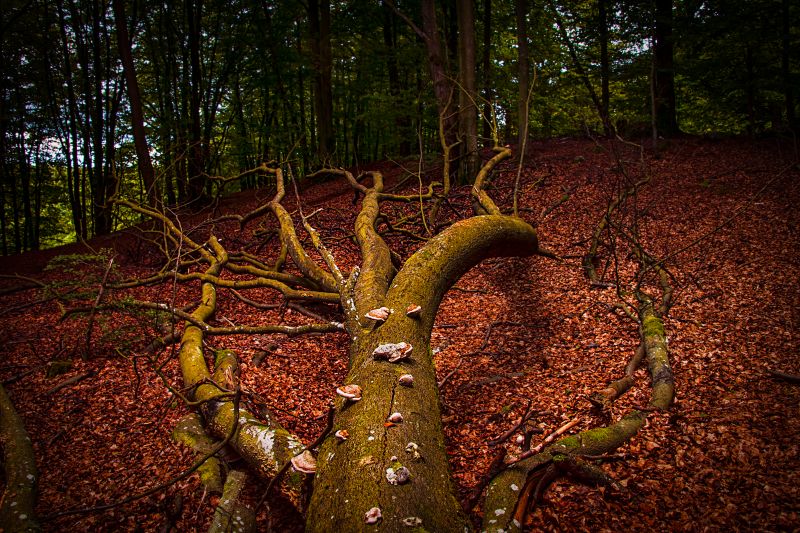 drzewo, lesisty teren, Natura, las, liść, Drzewna roślina drzewo, lesisty teren, Natura, las, liść, Drzewna roślina