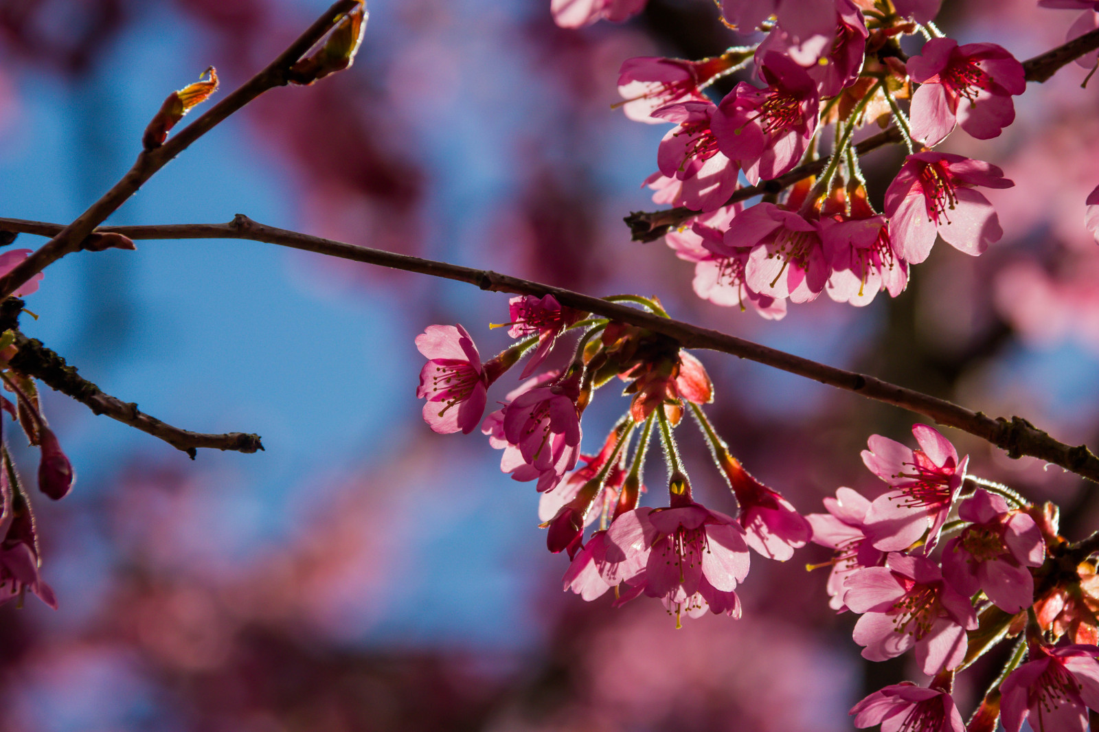 jídlo, zahrada, Příroda, Červené, park, větev, ovoce, Třešňový květ, květ, jaro, strom, podzim, list, květ, rostlina, sezóna, třešeň, Třešňový květ, flóra, Blomma, v r, jaro, Alnarp, okvětní lístek, k RSB rsblom, alnarpsparken, vyrobit, botanika, suchozemská rostlina, kvetoucí rostlina, zblízka, makro fotografie, růže rodina