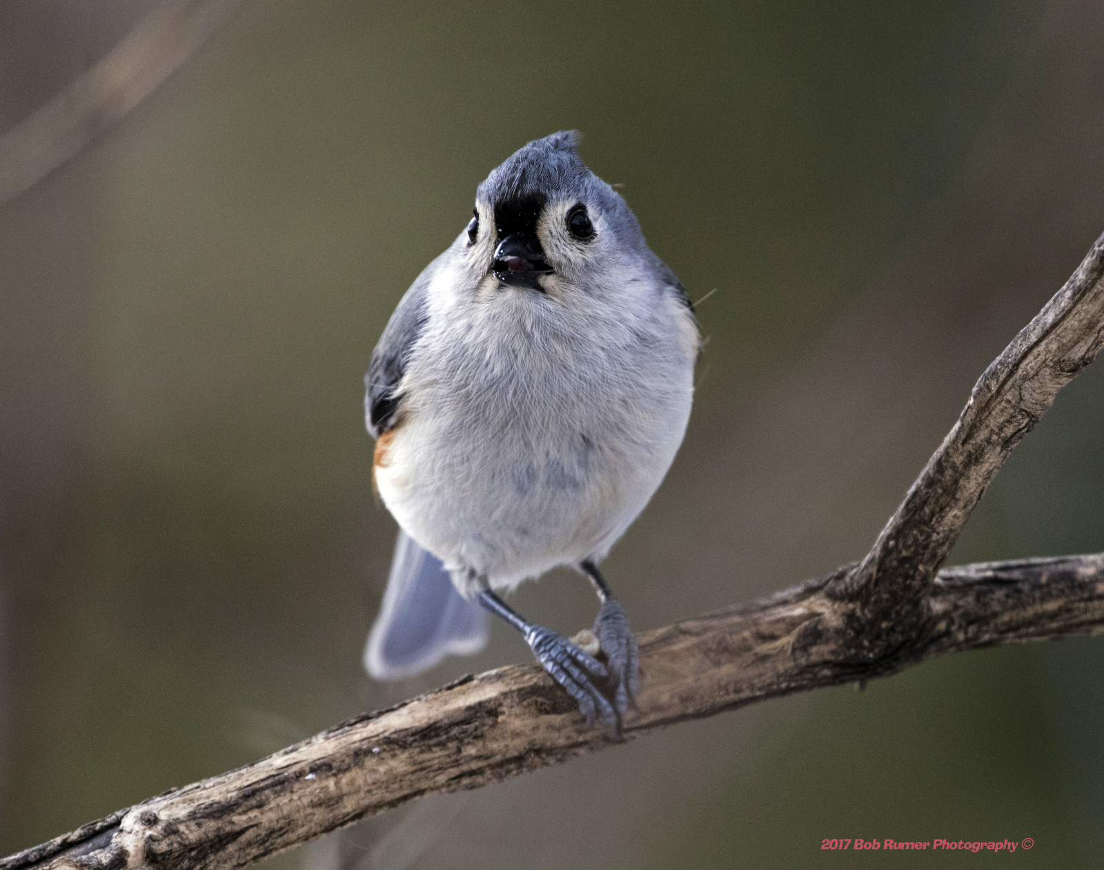 Tuftedtitmouse, sýkorka, Pěvec, pták, pozorování ptáků, ptáčník, peacevalleypark, Lakegalena, Příroda, naturewatcher, Volně žijících živočichů, canon7dmarkii, Canon100400mmlens