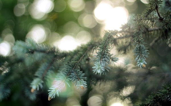 fir tree,branch,coniferous,patches of light,points