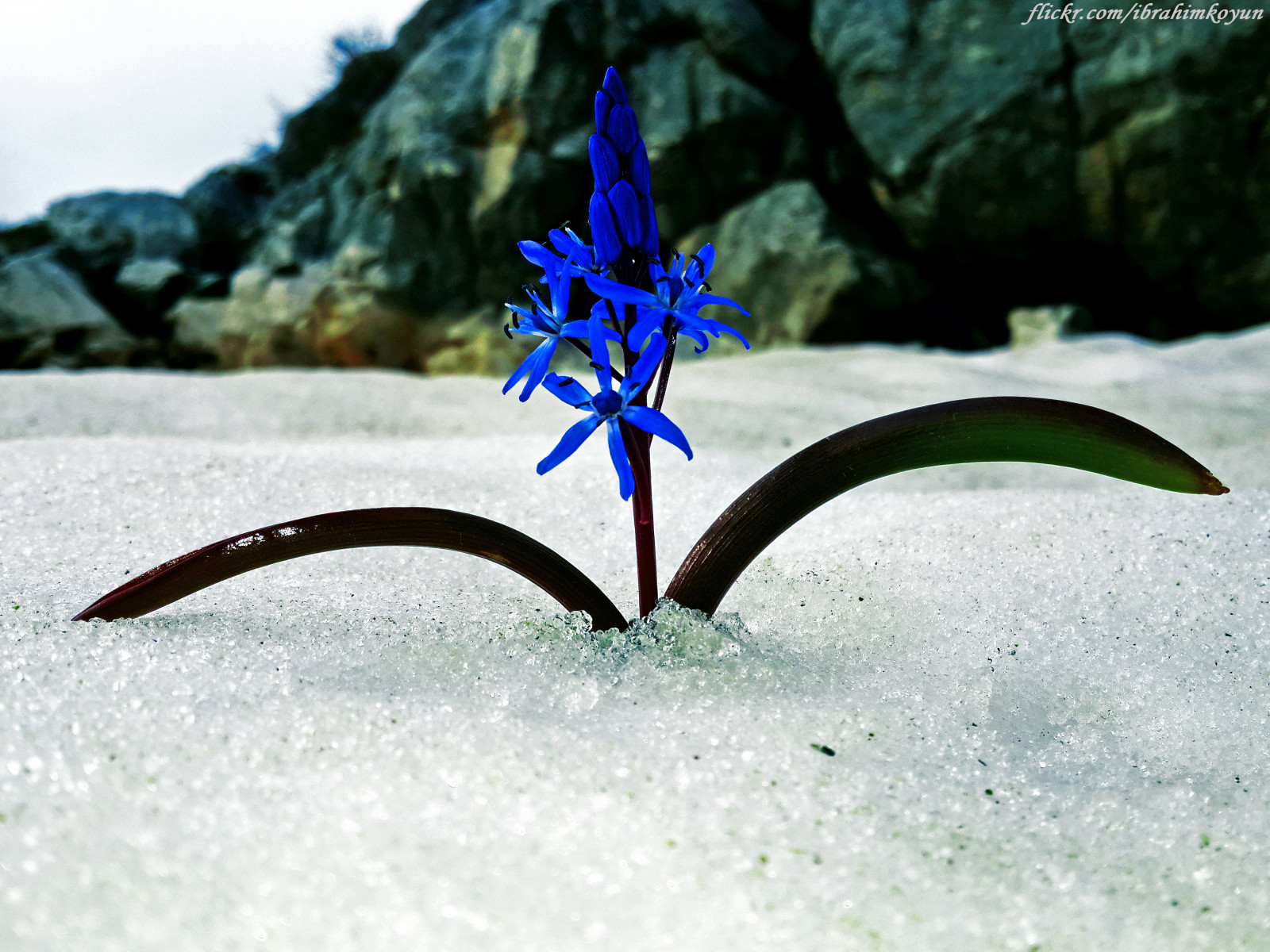 sne, blomst, klippe, sten-, Kalkun, landsby, Turkiye, Samsung, Antalya, galakse, kaya, kar, s4, Cicek, Türkei, Gazipa a