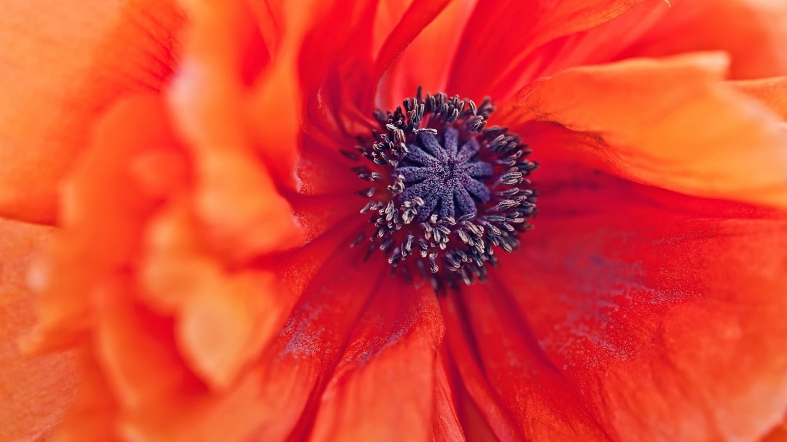 květiny, Červené, fotografování, makro, červené květy, vlčí mák, květ, rostlina, mák, flóra, okvětní lístek, suchozemská rostlina, kvetoucí rostlina, zblízka, makro fotografie, gerbera, mák rodina