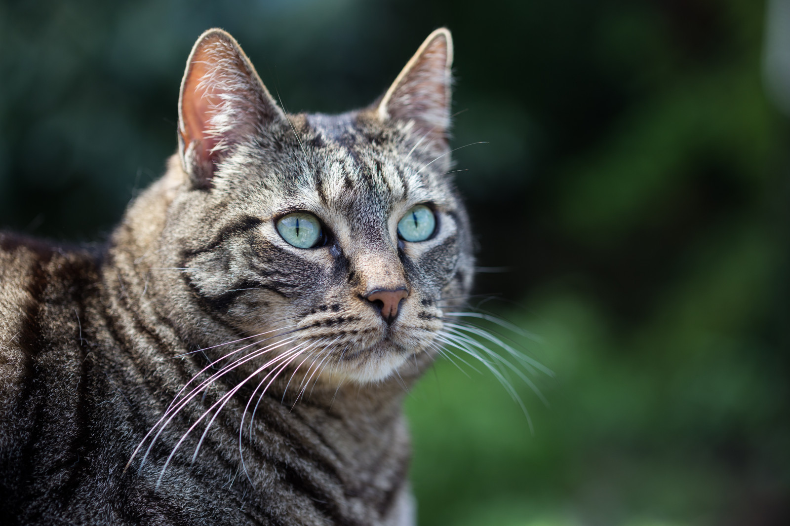 แมว, หญ้า, เอเชีย, เสือ, สัตว์ป่า, เครา, แฮร์รี่, แมวป่า, ตา, สัตว์ป่า, สัตว์เลี้ยงลูกด้วยนม, ใกล้ชิด, แมวเหมือนสัตว์เลี้ยงลูกด้วยนม, จมูก, แมวขนาดเล็กถึงขนาดกลาง, แมว tabby, สิ่งมีชีวิต, แมวเหมียวในประเทศ, katze, shorthair ยุโรป, ตุ๊กตาทองอเมริกัน, dragon li, california spangled, american wirehair