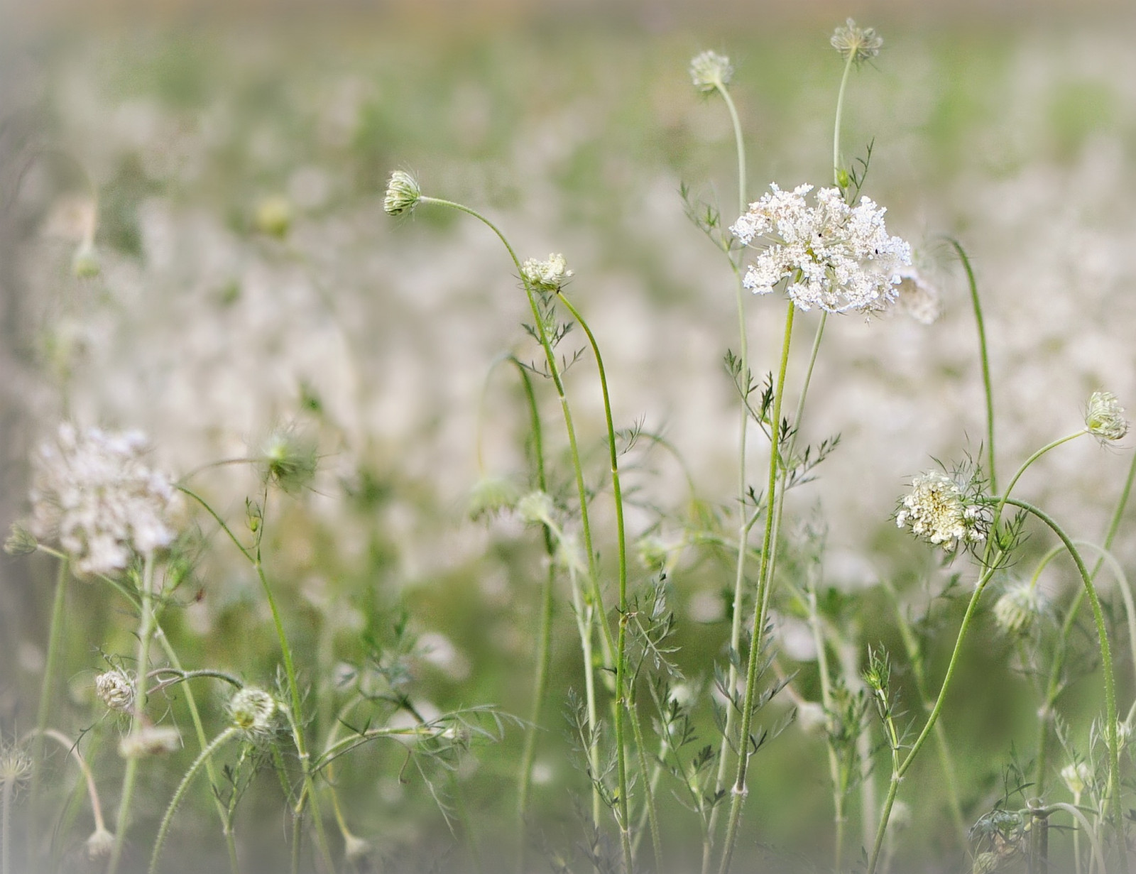 kukat, valkoinen, rikkaruohot, nätti, yksinkertaisuus, kesäisin, queenanneslace, Bokehgalore, Fieldofqueenannes, Queenanneandherlovelyladies, Sopureandpristine
