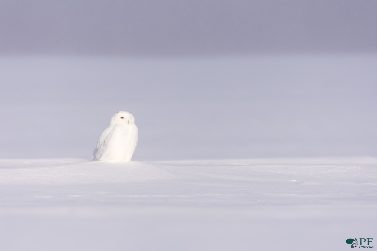 bílý, Příroda, nebe, sníh, zima, led, Studený, Volně žijících živočichů, Kanada, Nikon, sova, Arktický, zobák, Quebec, zmrazení, neige, zvíře, šalvěj, pták, divoký, hiver, oiseau, blanc, dravec, vánice, fauna, během dne, vášeň, Lumiere, froid, počítač tapeta, Severní ledový oceán, pr dateur, harfangdesneiges