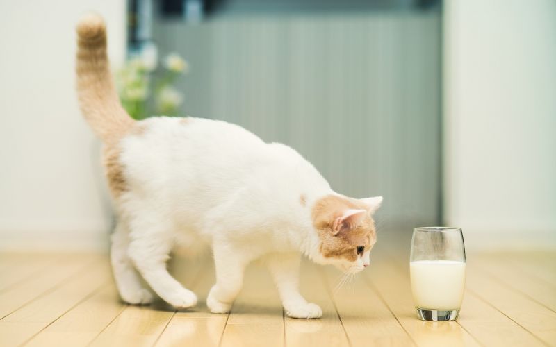 white, cat, animals, nose, kittens, whiskers white, cat, animals, nose, kittens, whiskers