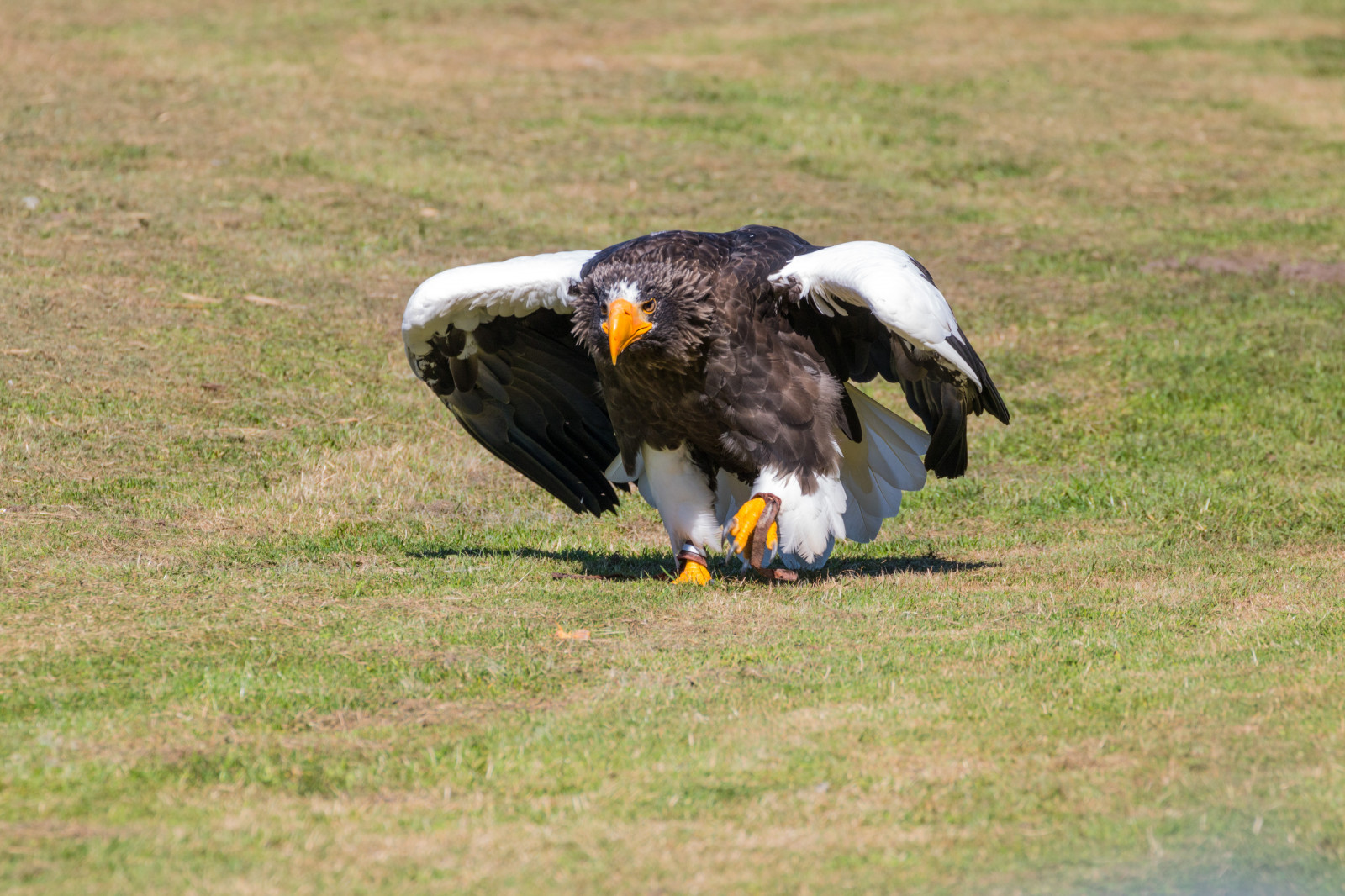 Volně žijících živočichů, dravý pták, orel, Dánsko, Orel bělohlavý, zobák, Sokol, pták, birdofprey, Danmark, f gel, exif modelu canoneos760d, geocountry, Kamera aby kánon, geocity, Model fotoaparátu canoneos760d, geostate, geolocation, exif aby kánon, EXIF otvor 71, exif isospeed 160, EXIF ef70300mmf456lisusm čočka, exif focallength 300mm, Skagen, rovf gel, eagleworld, rnreservatet, haliaeetuspelagicus, stellersseaeagle, j ttehavs rn, fauna, obratlovců, sup
