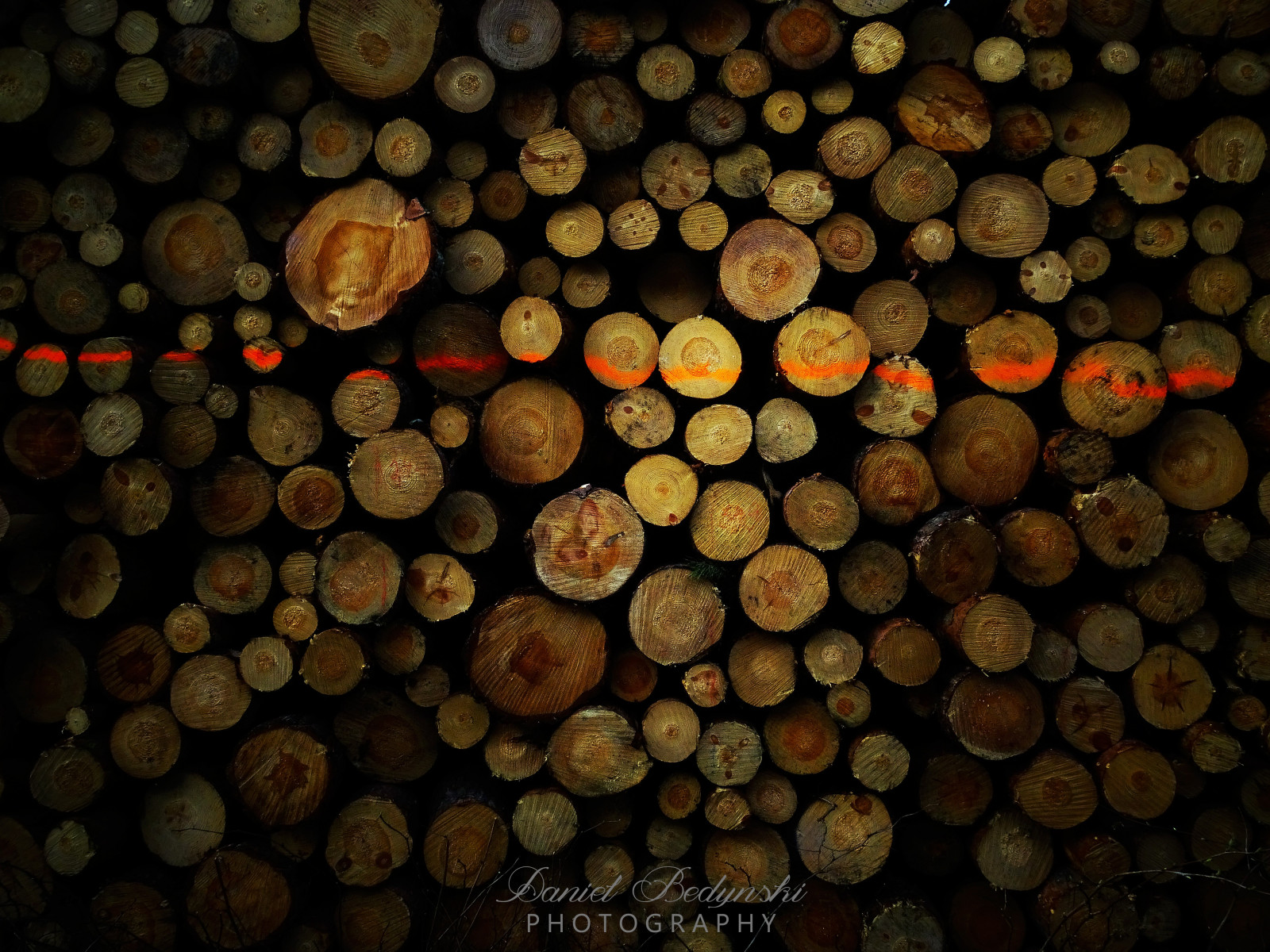 Wallpaper nature, wood, texture, natural light, circle, close up