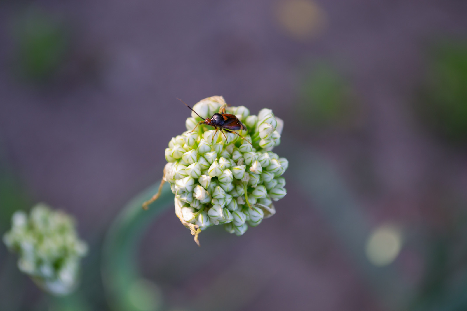 Wallpaper nature, green, pollen, blossom, Beetle, leaf, flower, flora