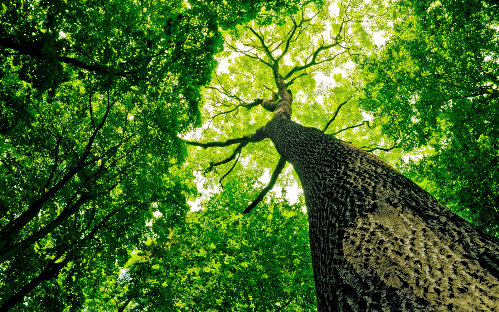 sunlight, trees, forest, nature, branch, green, worm's eye view, jungle, rainforest, tree, autumn, leaf, flower, plant, woodland, habitat, natural environment, botany, land plant, woody plant, ecosystem, trunk, old growth forest, deciduous