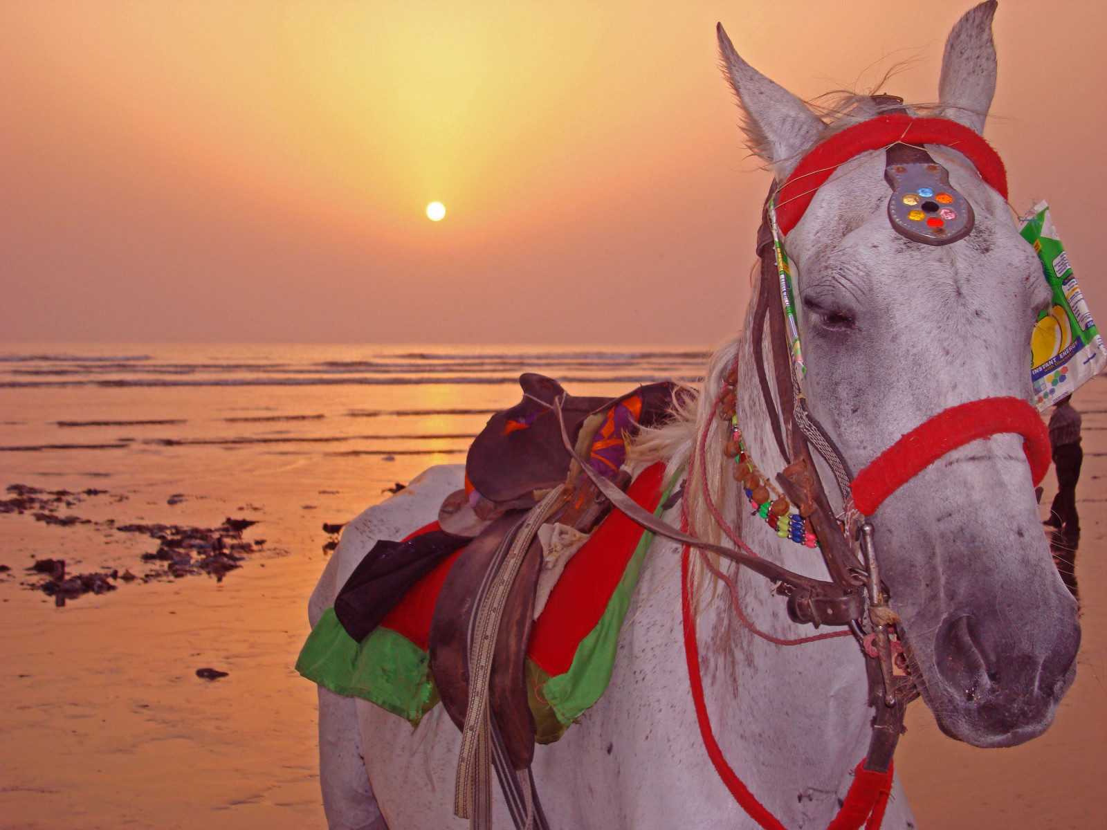 Sonnenuntergang, Sand, Pferd, Himmel, Strand, Reise, Ozean, Zügel, Entzückung, Schnauze, Mähne, Pferd wie Säugetier, Lasttier, Zaum, Pferd Tack, Karachi