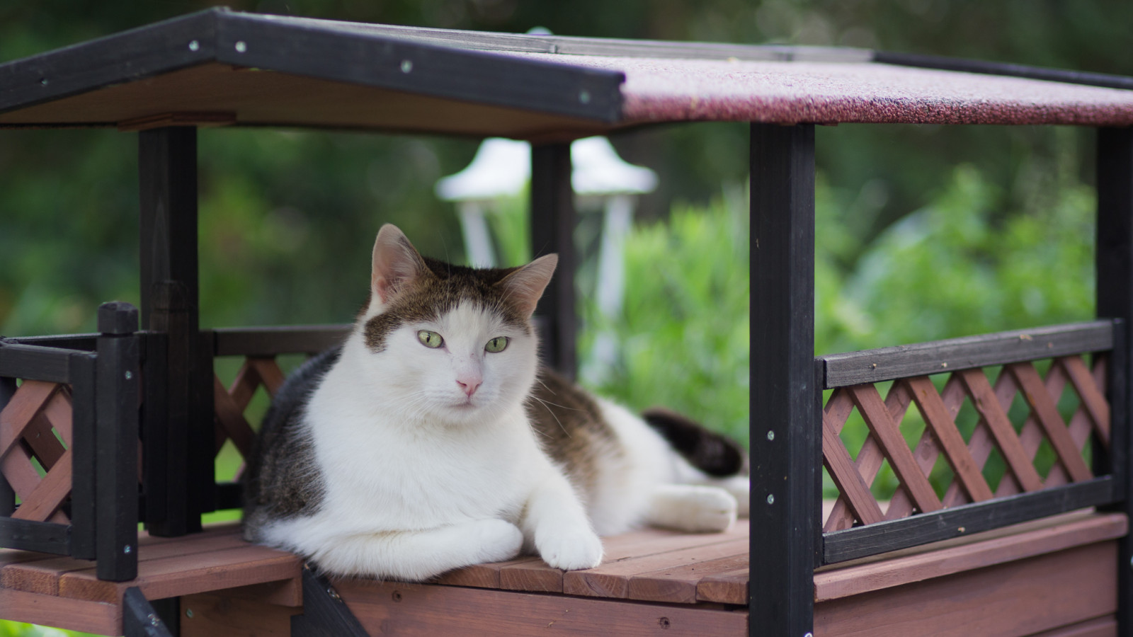 Katze, Fenster, Gras, Tiger, Whiskers, Merlin, Kätzchen, De, Deutschland, Fauna, Katze wie Säugetier, Kleine bis mittelgroße Katzen, Häusliche kurzhaarige Katze, Tabby, Katze, Badenwurttemberg, Ebersbachanderfils, aegean cat