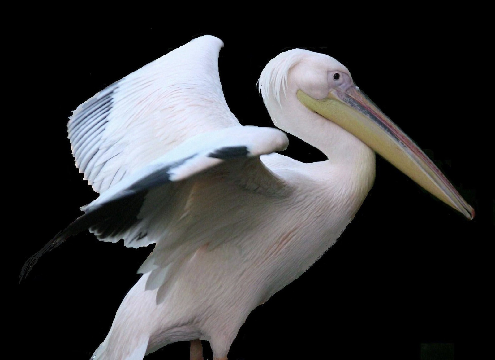 ptactvo, zvěř, stvoření, zoologická zahrada, zobák, Stuttgart, zvíře, pták, pelikán, Pírko, Pelikan, mořský pták, křídlo, krk, vogel, 1001nights, 1001nightsmagiccity, řada, roba66, oiseaux, thewonderfulworldofbirds, Zvířata, robatop, tierpark, Veslonozí, badw rttemberg, Wilhelma, botgarten, zoolgarten, Pelicano