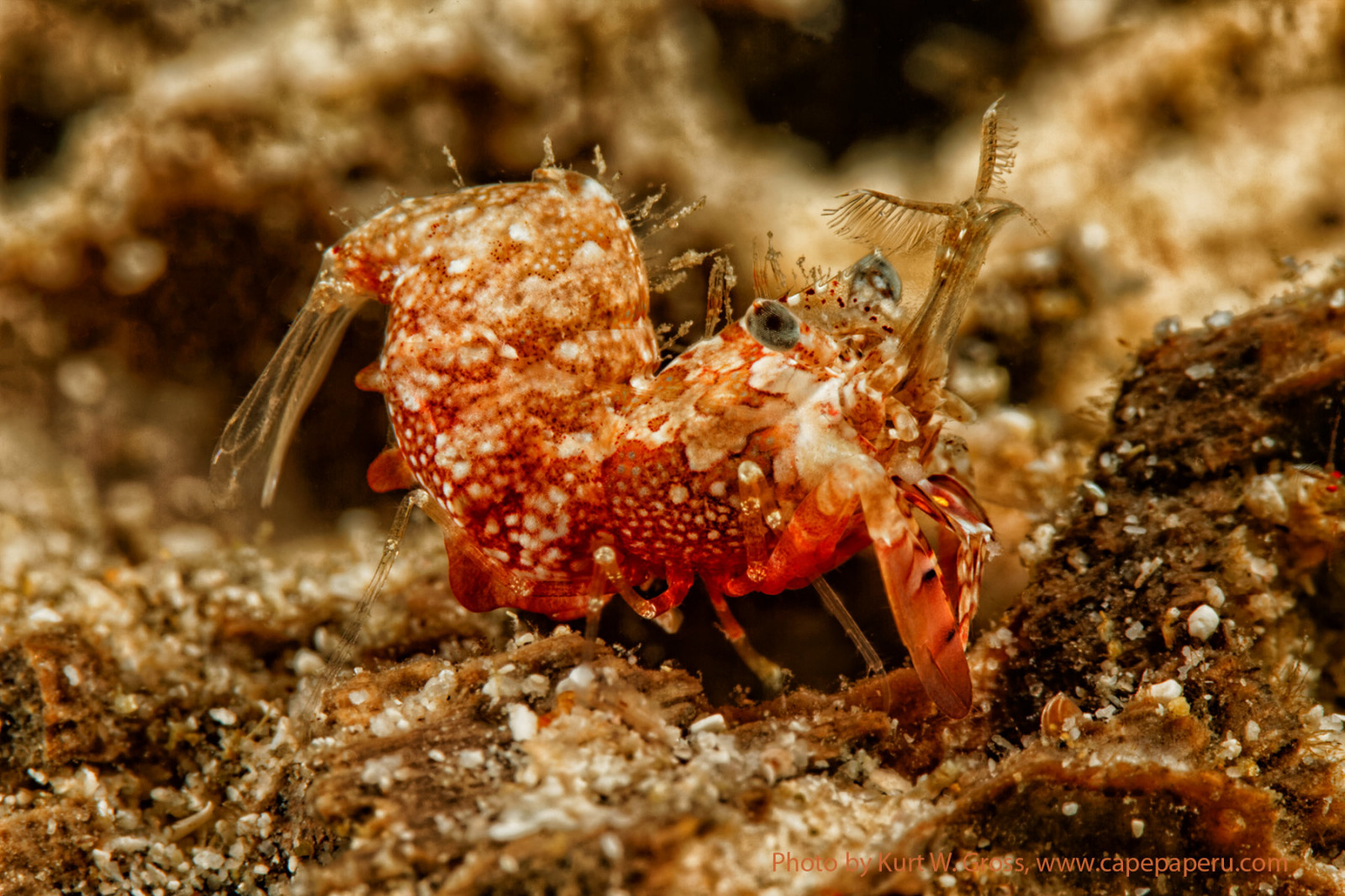 jídlo, Volně žijících živočichů, plody moře, Indonésie, biologie, Klein, venkovní, malý, krab, wasser, fauna, zblízka, makro fotografie, bezobratlý, mořská biologie, členovců, Unterwasser, saparua, Moluky, ambon, capepaperu, zdroj živočišných potravin, Decapoda, korýš, ocypodidae, langust, Lebensmittel, schaerfentiefe, unknowed