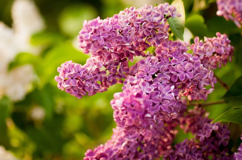fleurs, jardin, fleur, lilas, fleur, la nature