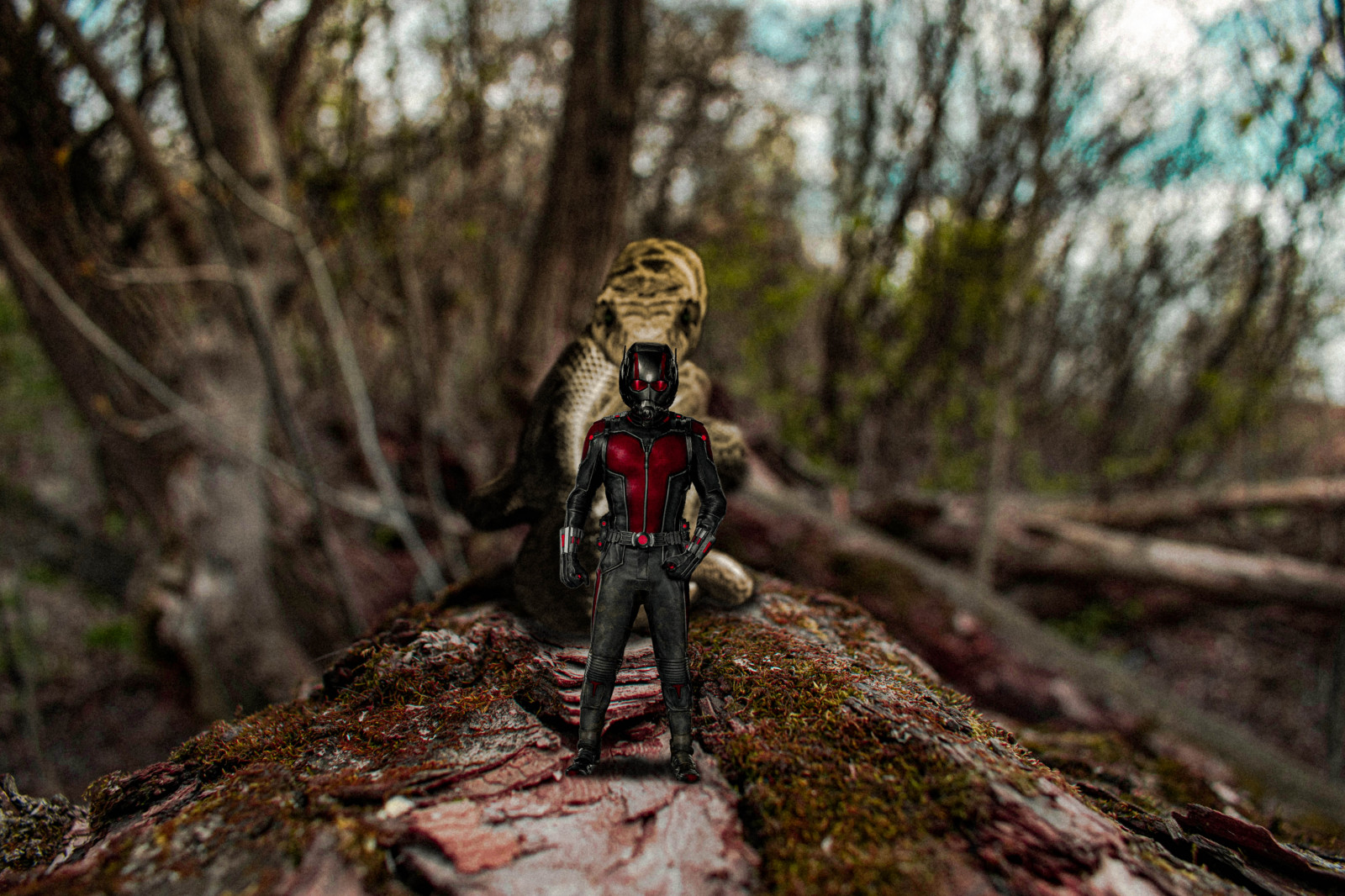 Mravenčí muž, had