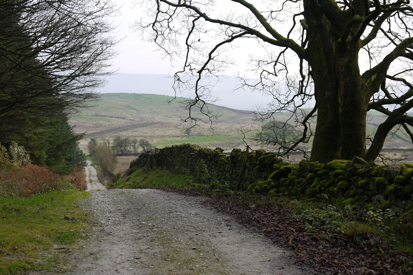 stromy, krajina, les, citát, kopec, jezero, Příroda, údolí, divočina, listopad, hřbet, strom, podzim, hora, venkov, stezka, dráha, pruh, zálesí, Lancashire, venkov, atmosférický jev, vodní, dřevina, klesl, rašeliniště, drystonewall, ribblevalley, forestofbowland, easingtonfell