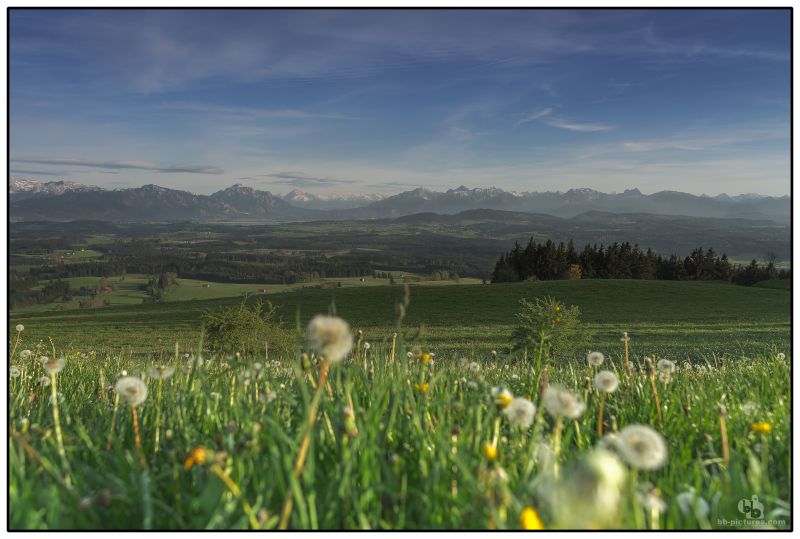 nebe, lučina, divoká rostlina, pole, louka, květ