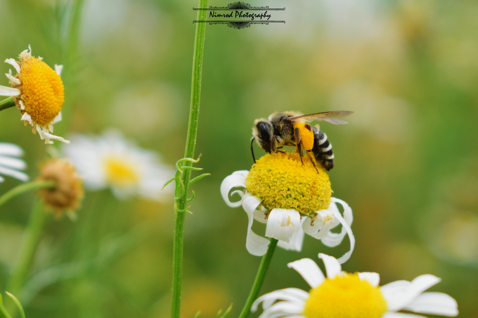 Příroda, fotografování, hmyz, žlutý, Volně žijících živočichů, pyl, štěnice, Čmelák, Včela, květ, rostlina, flóra, louka, fauna, divoká rostlina, prérie, botanika, zblízka, makro fotografie, bezobratlý, membrána okřídlený hmyz, nektar, včelí med, opylovači
