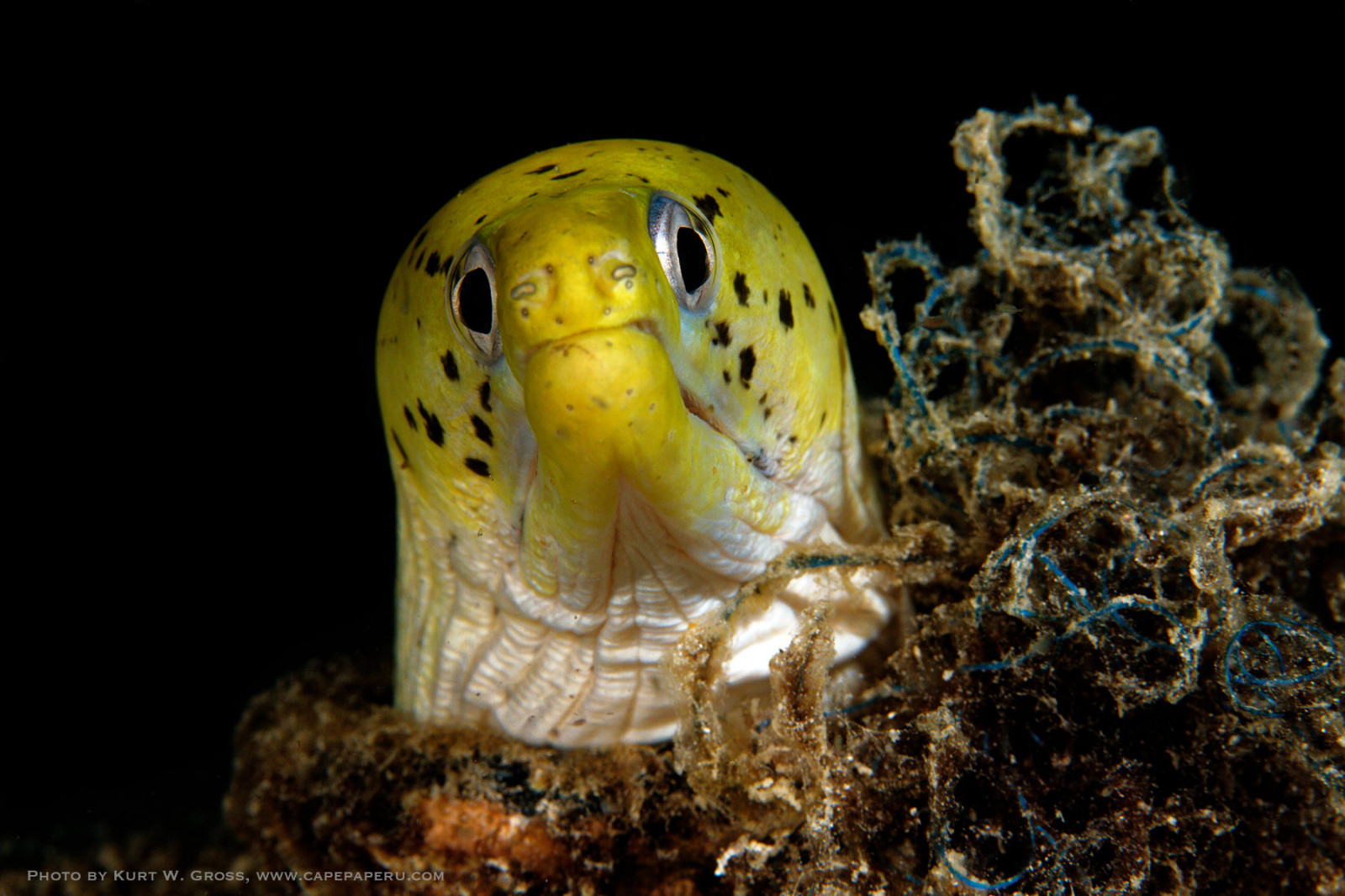 noc, voda, žlutý, Volně žijících živočichů, Pod vodou, Indonésie, potápění, biologie, 1001nights, fauna, makro fotografie, bezobratlý, mořská biologie, organismus, Unterwasser, capepaperu, muréna, nightdive, morayeel