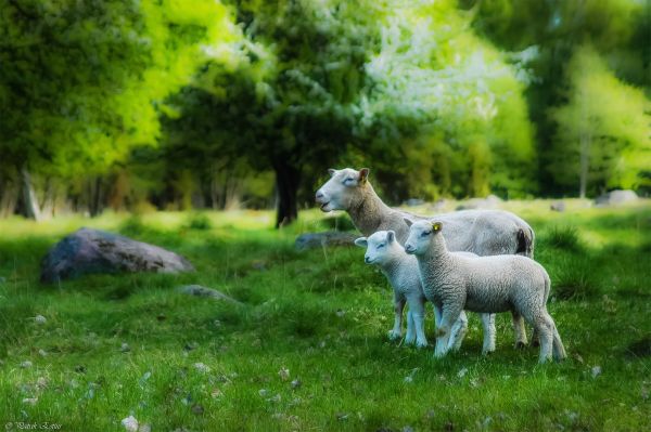 landscape,nature,Nikon,grass,wildlife,farm