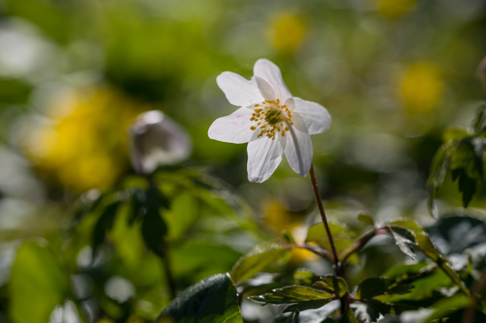 slunečnímu záření, Příroda, větev, zelená, žlutý, květ, jaro, Sasanka, list, květ, rostlina, flóra, Blomma, v r, jaro, Alnarp, okvětní lístek, vitsippa, woodanemone, sippa, divoká rostlina, botanika, suchozemská rostlina, kvetoucí rostlina, zblízka, makro fotografie