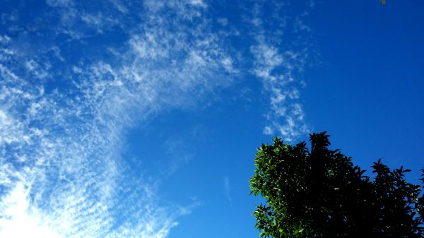sunlight, nature, tree bark, sky, grass, clouds