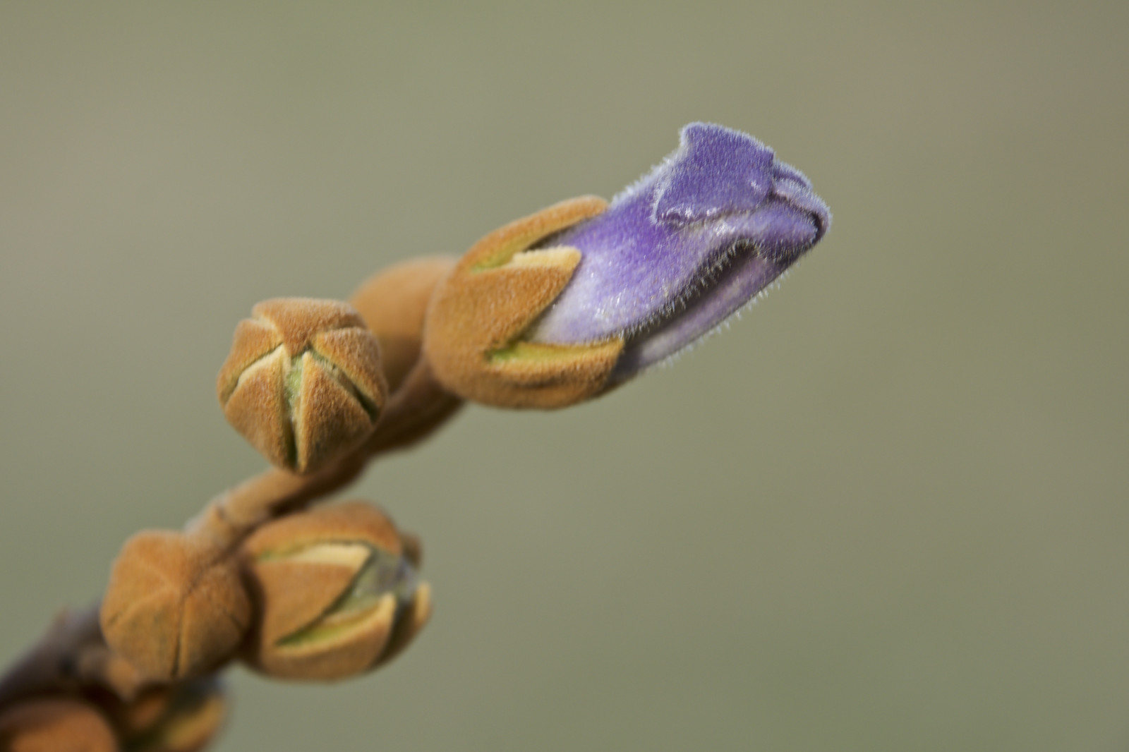 modrý, květ, život, jaro, Oklahoma, 2017, strom, Nový, květ, květ, pupen, zblízka, makro fotografie, Tulsa