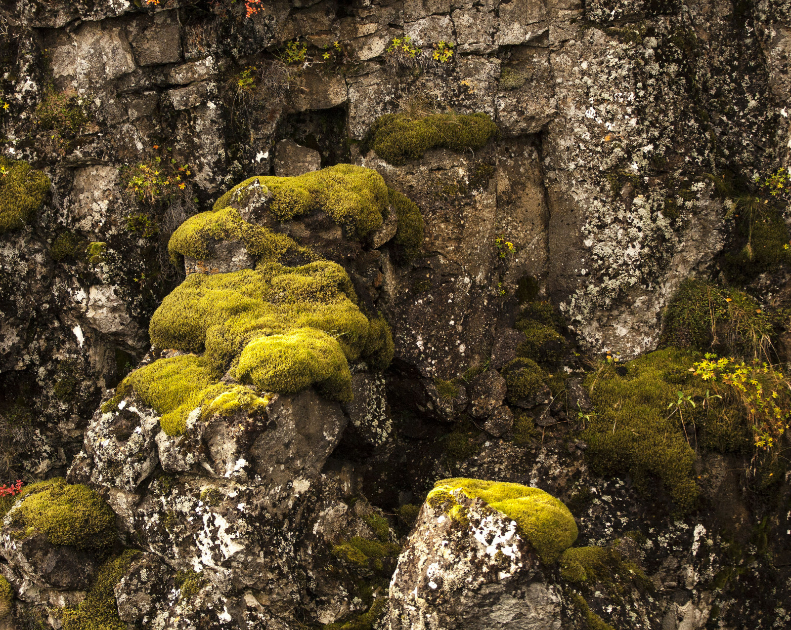 paesaggio, foresta, roccia, natura, erba, muschio, isola, Islanda, Formazione, albero, pianta, all'aperto, vegetazione, geologia, annagu mundsd ttir, impianto di terreni non vascolare, bedrock, affioramento